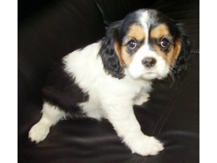 Cavalier king charles spaniel Tilde - Tilde 8uger, sidste billede fra opdrætteren ;) billede 1