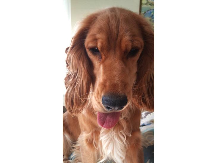 Cocker spaniel Sasha - Hejsa Alle zsammen...<3 billede 1