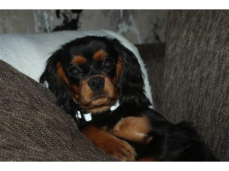 Cavalier king charles spaniel Bailey billede 1
