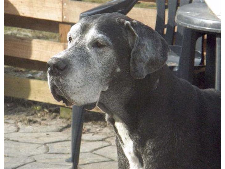 Grand danois Slettemosegård's Bea - RIP - 8 år billede 1