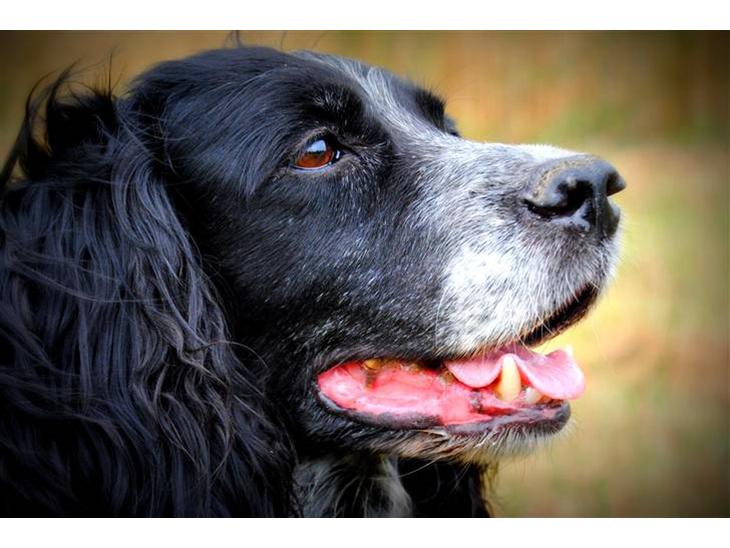 Field Trial Cockerspaniel Tilde billede 1