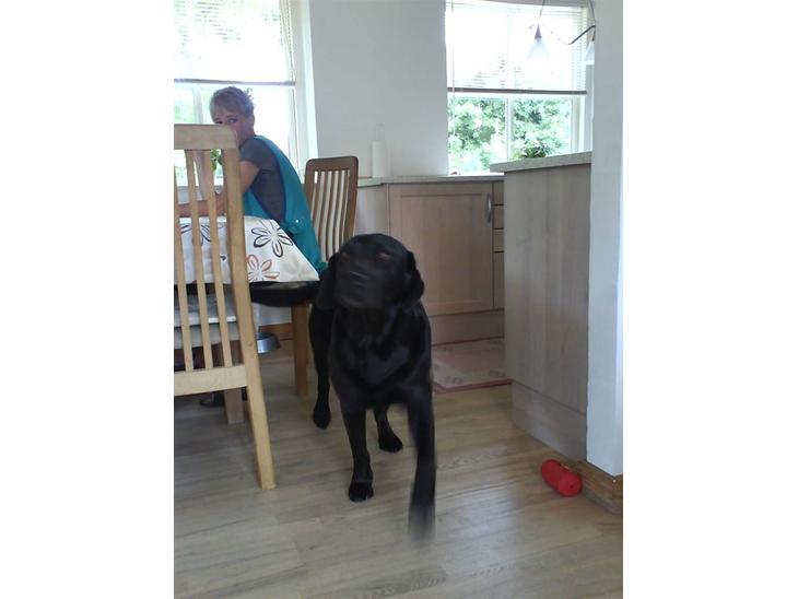 Labrador retriever Monty af Keis billede 1