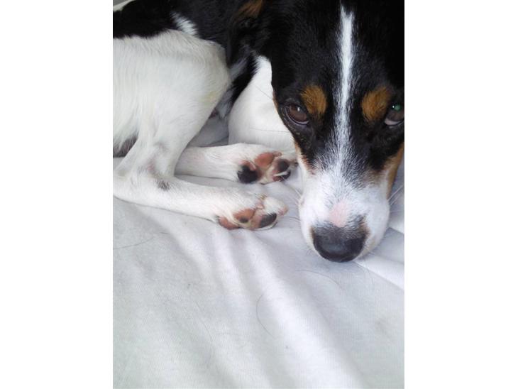 Blanding af racer Vaks - Slapper af i sofaen efter en turved Åen billede 1