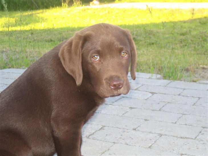 Labrador retriever Pumba *RIP* billede 1