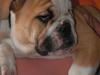 Engelsk bulldog Vyganolas/Ronja