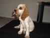 Cocker spaniel Jadzia *R.I.P.*