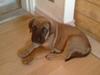 Mastiff angel