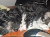 Blanding af racer Lhasa apso-Maltese-Herman