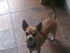 Chihuahua Birkedal's Sofus
