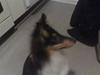 Shetland sheepdog coby
