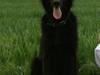 Blanding af racer BASSE - Aflivet d. 19 - 5 - 2009 * Rest in Peace* [ Himmelhund]