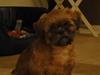 Shih tzu Lucca
