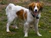 Kooikerhondje Baschko's Hektor [Tidl. hund]