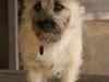 Cairn terrier Cassie