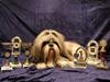 Shih tzu Buster