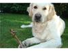 Golden retriever Golden Stenholms Leika