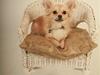 Chihuahua Elvis <3