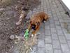 Boxer Gurli R.I.P.