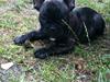 Fransk bulldog Bette