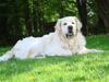 Golden retriever BetweenFjordsFluffyUbbe