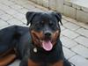 Rottweiler Tarza-Khane Vom Dornenhof Rottweiler Tarza-Khane Vom Dornenhof