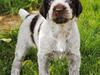 Ruhåret hønsehund Mika (Lillefisen)