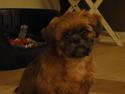 Shih tzu Lucca