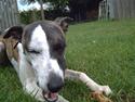 Whippet Newkins quest for gold