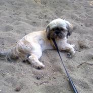 Shih tzu Zanto (Bertil)