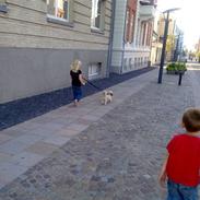 Shih tzu Zanto (Bertil)