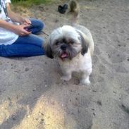 Shih tzu Zanto (Bertil)