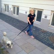 Shih tzu Zanto (Bertil)