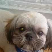Shih tzu Zanto (Bertil)