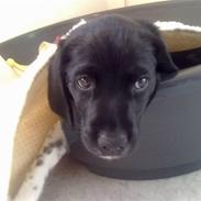 Blanding af racer Angel