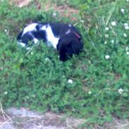 Blanding af racer Angel