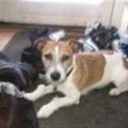 Jack russell terrier Lucky (Rip)