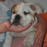 Engelsk bulldog Vyganolas/Ronja