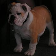 Engelsk bulldog Vyganolas/Ronja