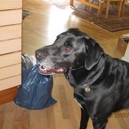 Labrador retriever Felix