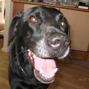 Labrador retriever Felix