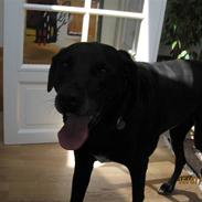 Labrador retriever Felix