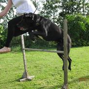 Labrador retriever Felix