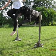 Labrador retriever Felix