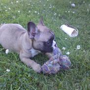 Fransk bulldog Sisse