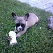 Fransk bulldog Sisse