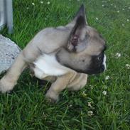 Fransk bulldog Sisse