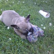 Fransk bulldog Sisse