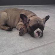 Fransk bulldog Sisse