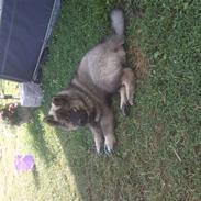 Eurasier Faroq-DØD