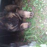 Eurasier Faroq-DØD